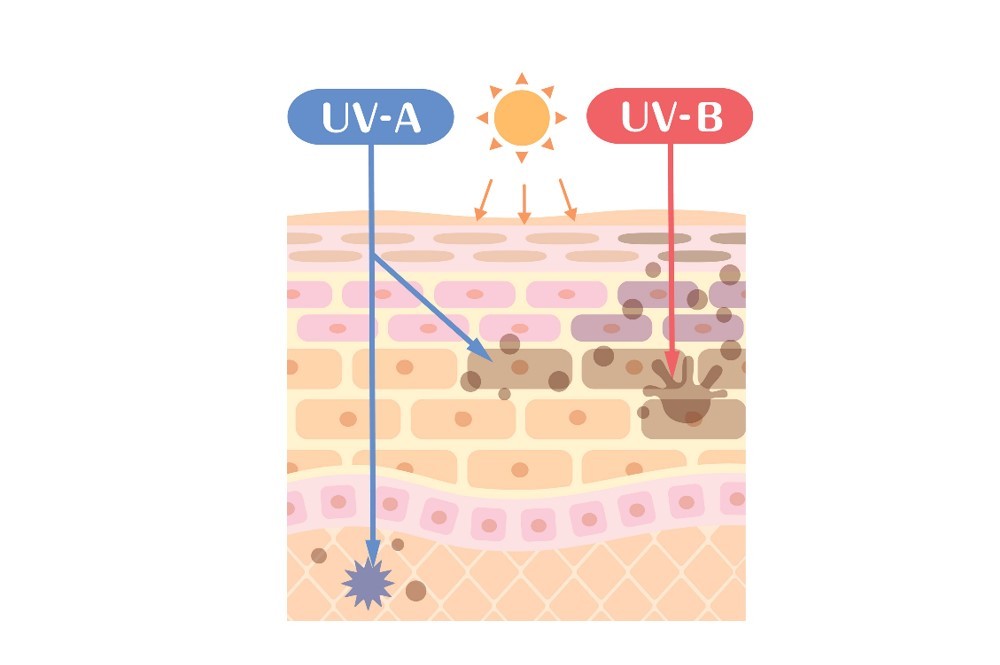 UVA and UVB rays